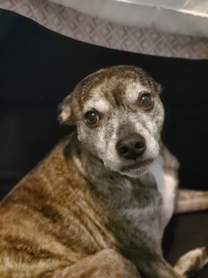 my super cute dog